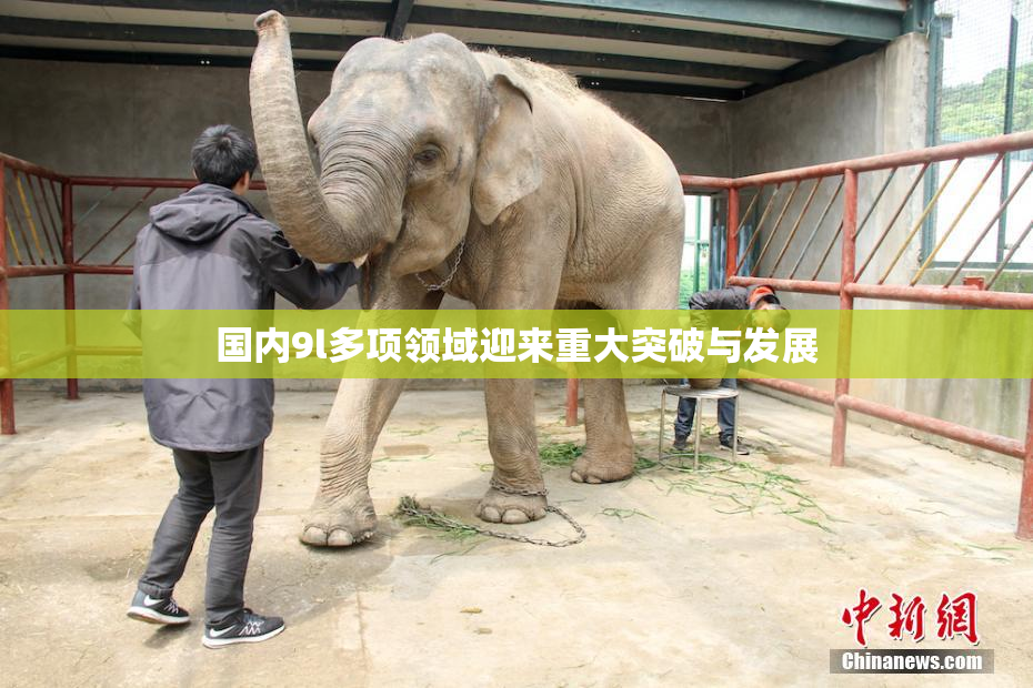国内9l多项领域迎来重大突破与发展