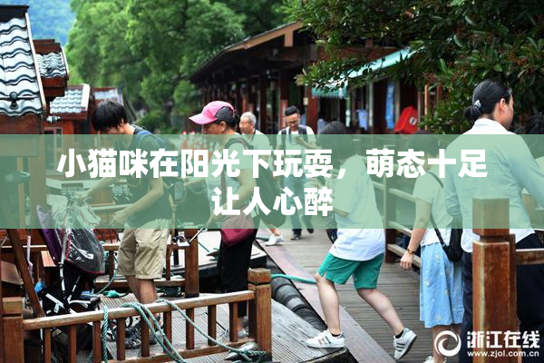 小猫咪在阳光下玩耍，萌态十足让人心醉