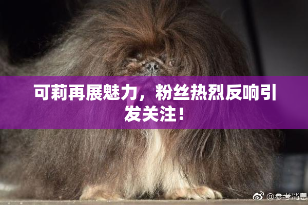 可莉再展魅力，粉丝热烈反响引发关注！