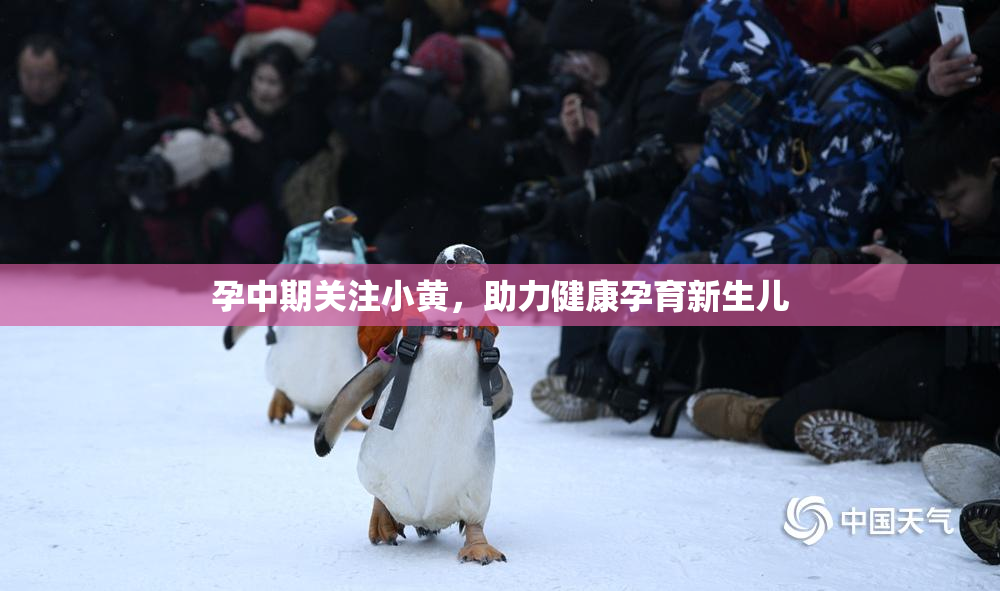 孕中期关注小黄，助力健康孕育新生儿