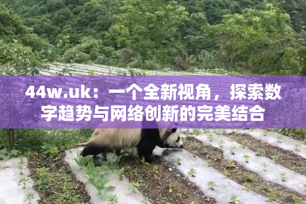 44w.uk：一个全新视角，探索数字趋势与网络创新的完美结合