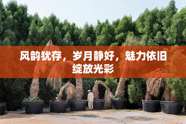 风韵犹存，岁月静好，魅力依旧绽放光彩
