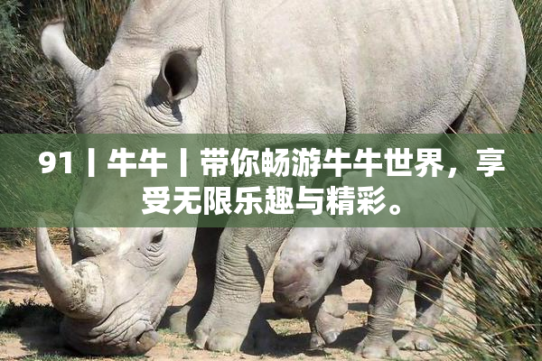 91丨牛牛丨带你畅游牛牛世界，享受无限乐趣与精彩。