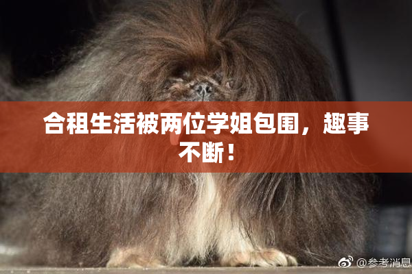 合租生活被两位学姐包围，趣事不断！