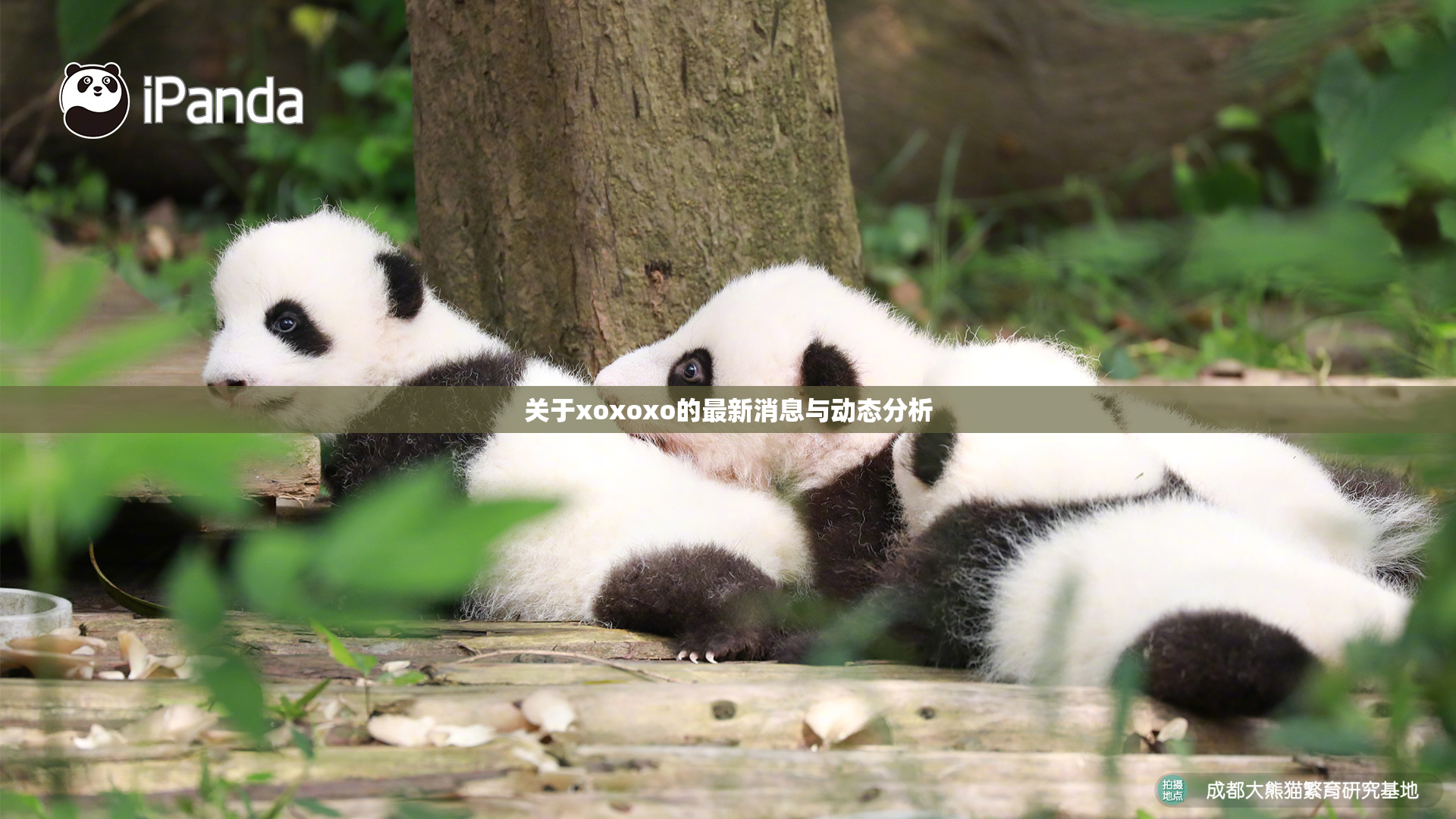 关于xoxoxo的最新消息与动态分析