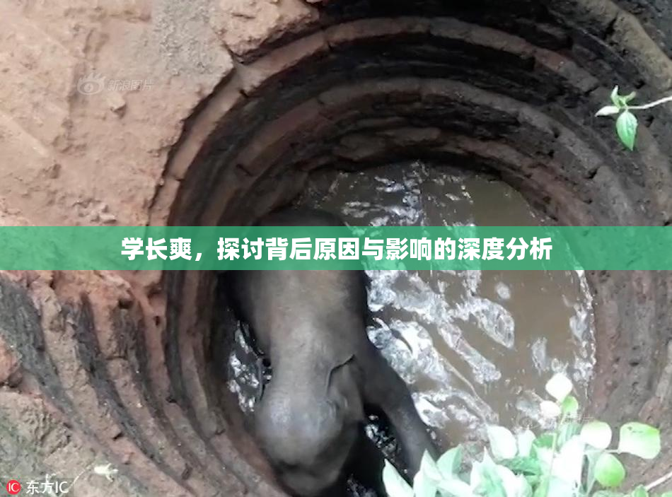 学长爽，探讨背后原因与影响的深度分析