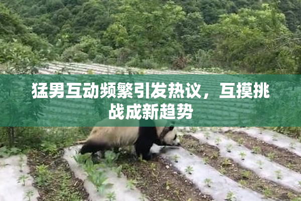 猛男互动频繁引发热议，互摸挑战成新趋势
