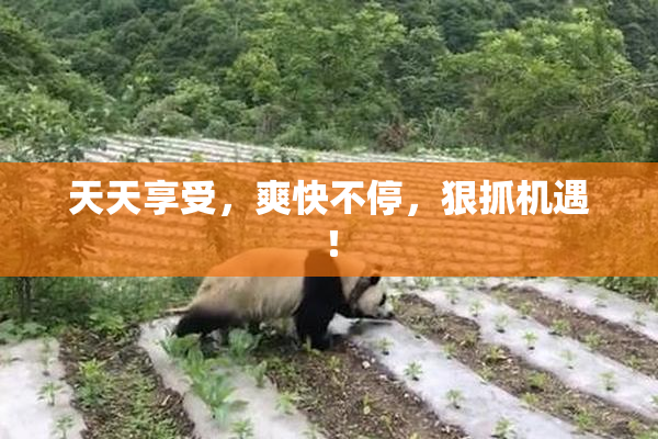 天天享受，爽快不停，狠抓机遇！