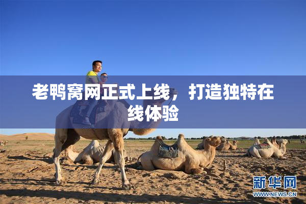 老鸭窝网正式上线，打造独特在线体验
