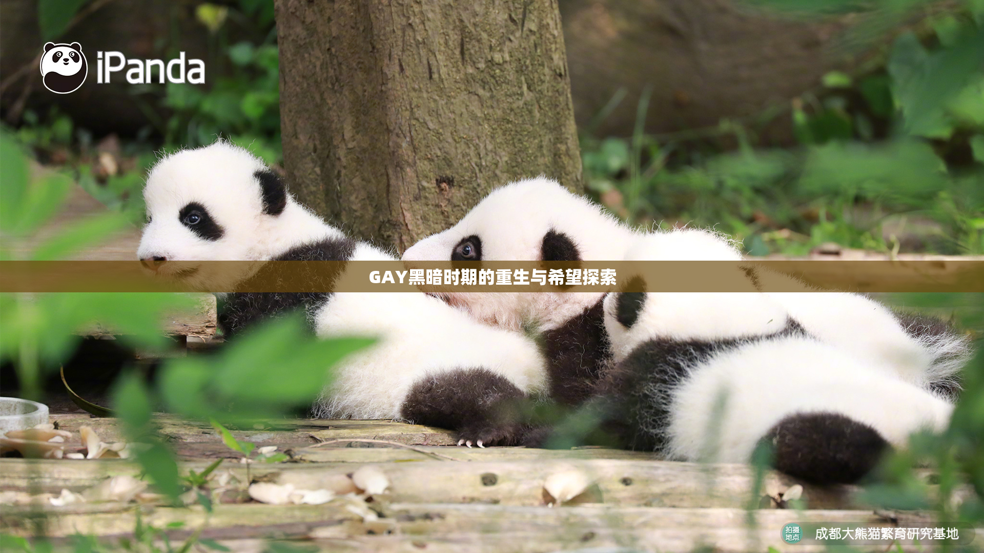 GAY黑暗时期的重生与希望探索