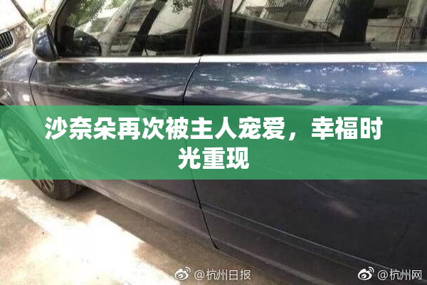 沙奈朵再次被主人宠爱，幸福时光重现