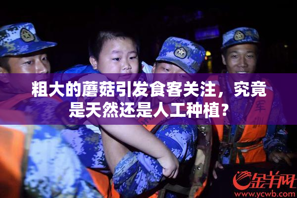粗大的蘑菇引发食客关注，究竟是天然还是人工种植？