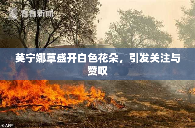 芙宁娜草盛开白色花朵，引发关注与赞叹