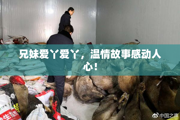 兄妹爱丫爱丫，温情故事感动人心！