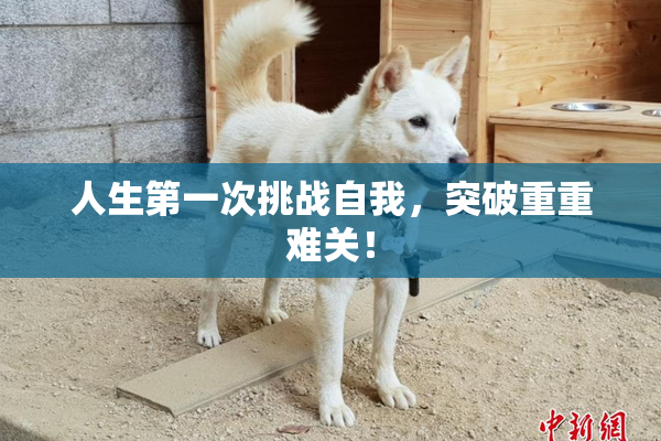 人生第一次挑战自我，突破重重难关！