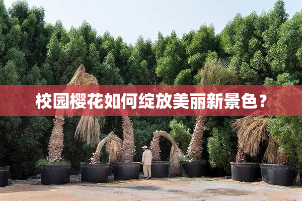 校园樱花如何绽放美丽新景色？