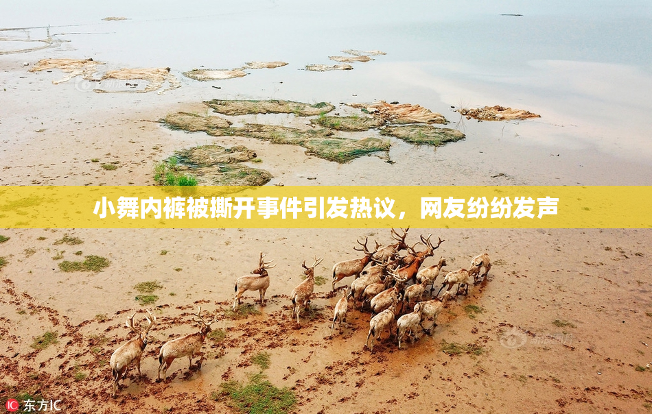 小舞内裤被撕开事件引发热议，网友纷纷发声