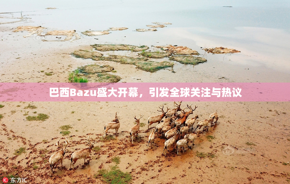 巴西Bazu盛大开幕，引发全球关注与热议