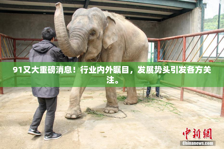 91又大重磅消息！行业内外瞩目，发展势头引发各方关注。