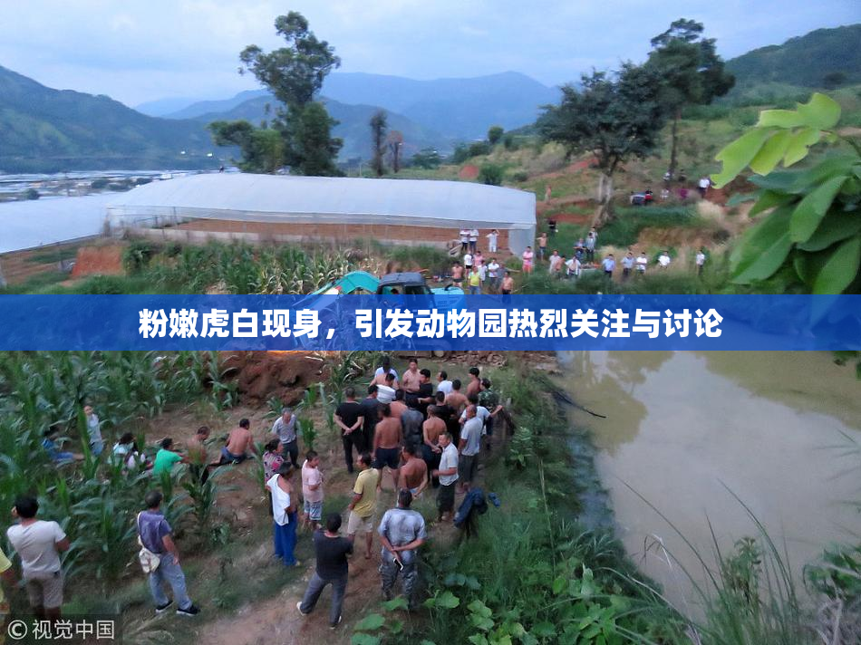 粉嫩虎白现身，引发动物园热烈关注与讨论
