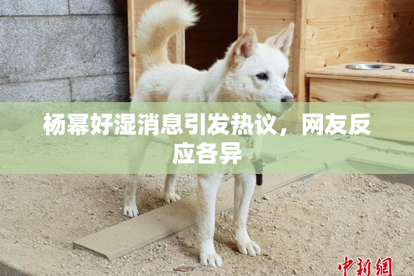 杨幂好湿消息引发热议，网友反应各异