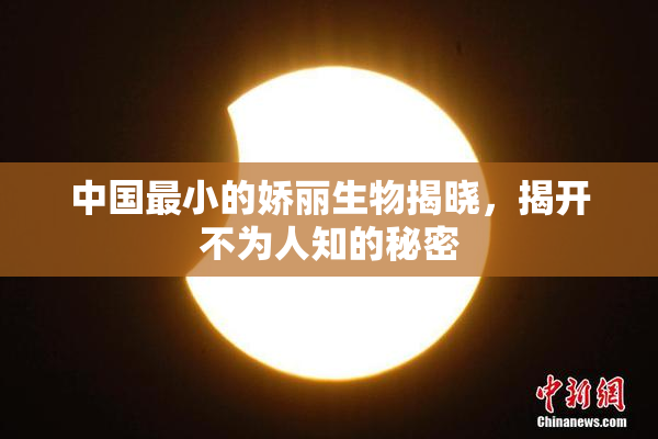 中国最小的娇丽生物揭晓，揭开不为人知的秘密