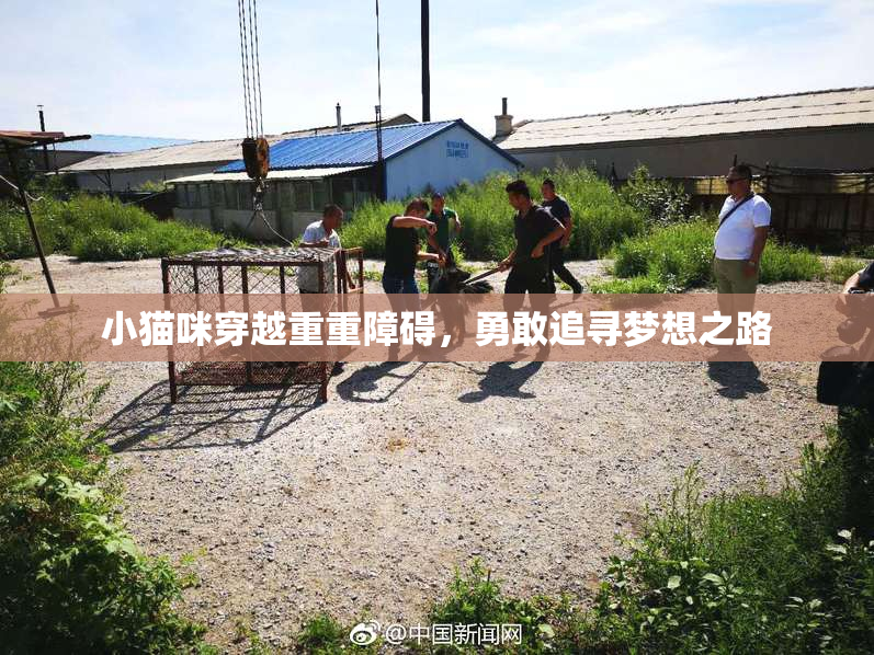 小猫咪穿越重重障碍，勇敢追寻梦想之路