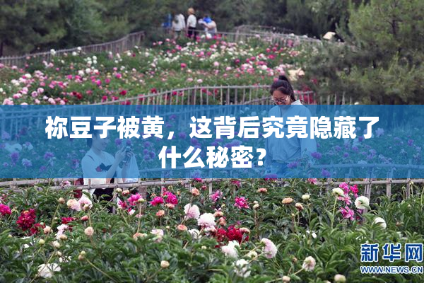 祢豆子被黄，这背后究竟隐藏了什么秘密？