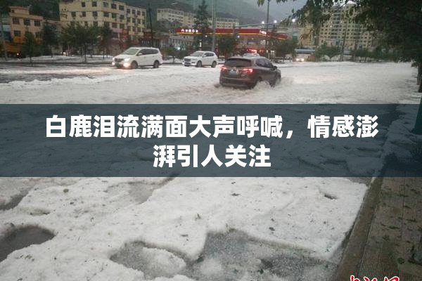 白鹿泪流满面大声呼喊，情感澎湃引人关注