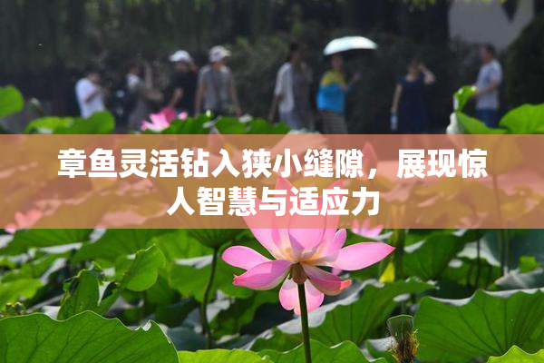 章鱼灵活钻入狭小缝隙，展现惊人智慧与适应力