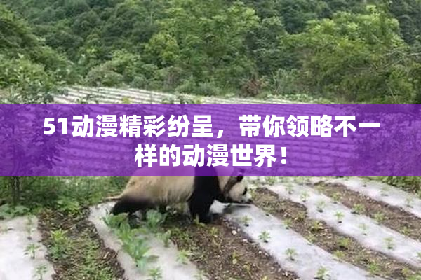 51动漫精彩纷呈，带你领略不一样的动漫世界！