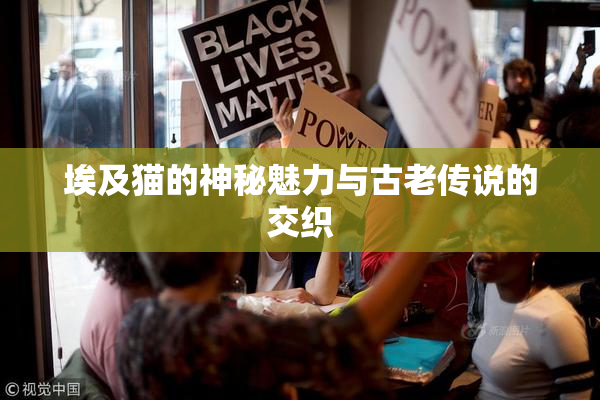 埃及猫的神秘魅力与古老传说的交织