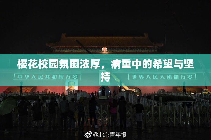 樱花校园氛围浓厚，病重中的希望与坚持