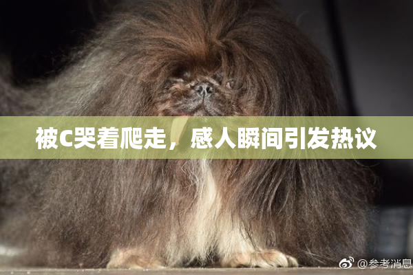 被C哭着爬走，感人瞬间引发热议