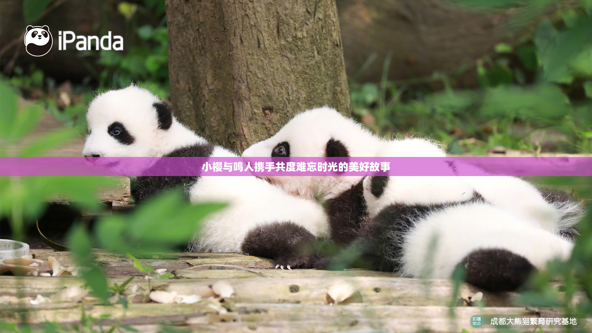 小樱与鸣人携手共度难忘时光的美好故事