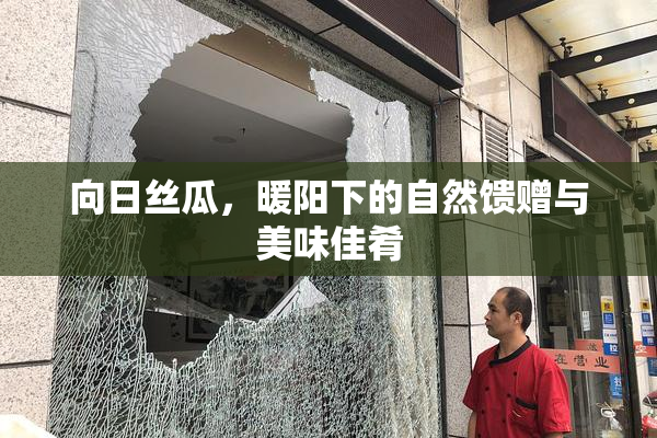 向日丝瓜，暖阳下的自然馈赠与美味佳肴