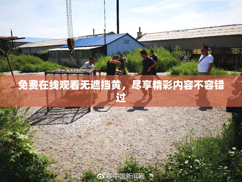 免费在线观看无遮挡黄，尽享精彩内容不容错过