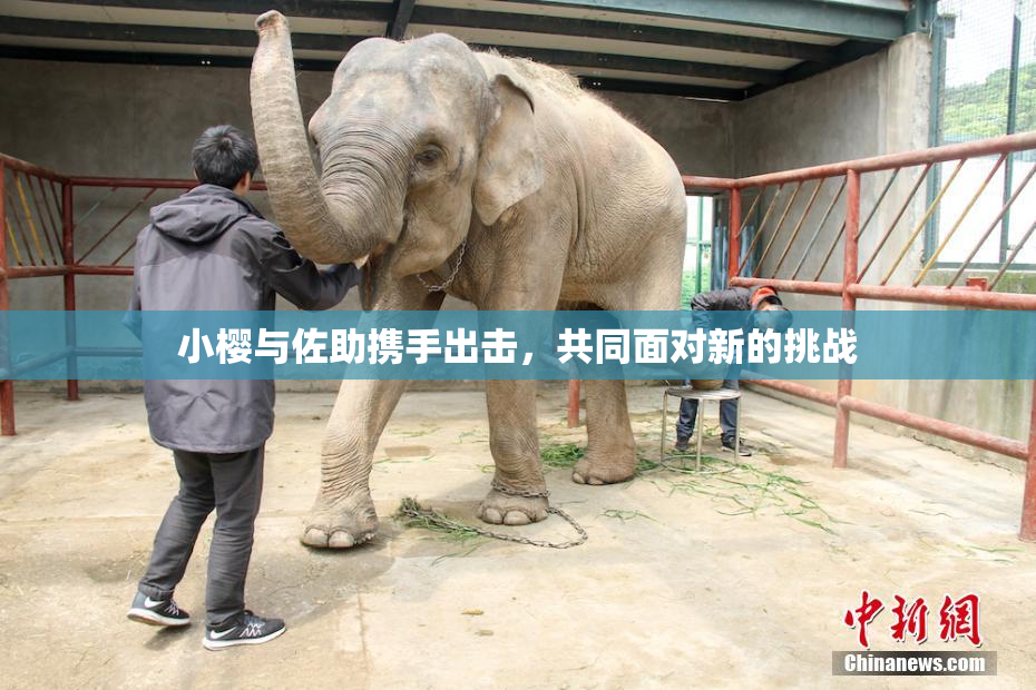 小樱与佐助携手出击，共同面对新的挑战
