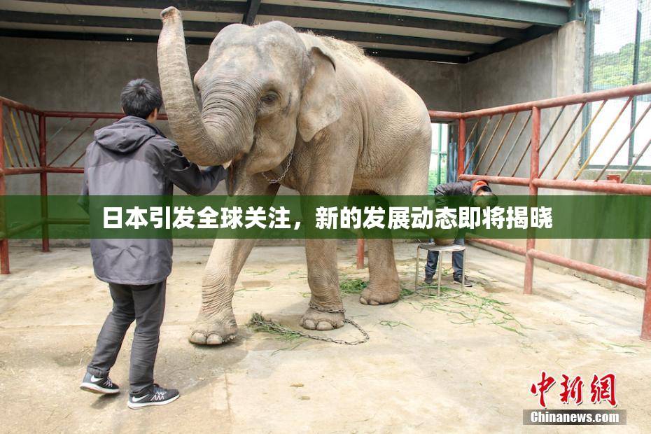 日本引发全球关注，新的发展动态即将揭晓