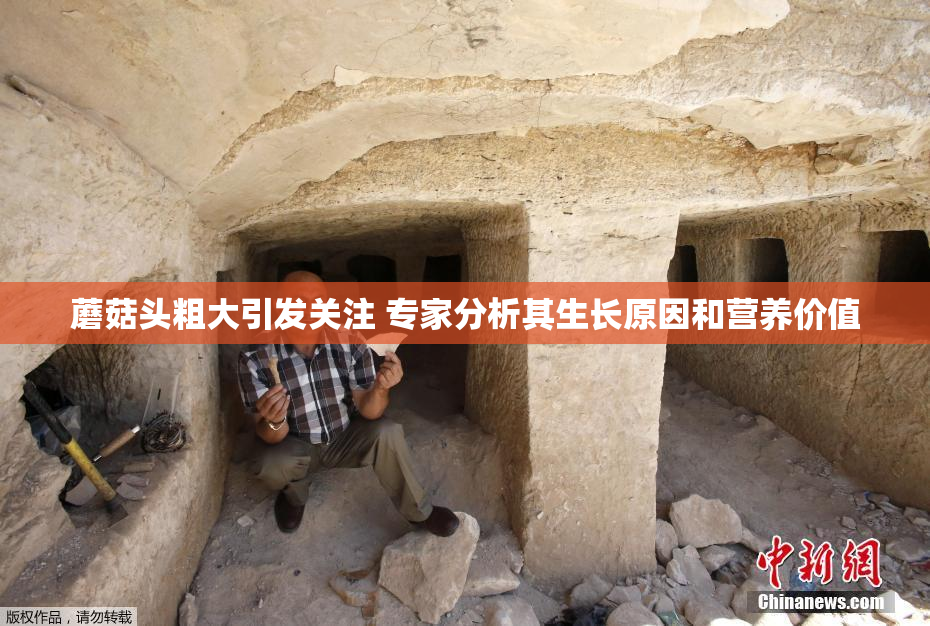 蘑菇头粗大引发关注 专家分析其生长原因和营养价值