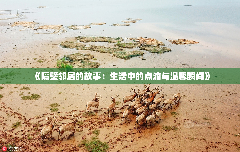 《隔壁邻居的故事：生活中的点滴与温馨瞬间》