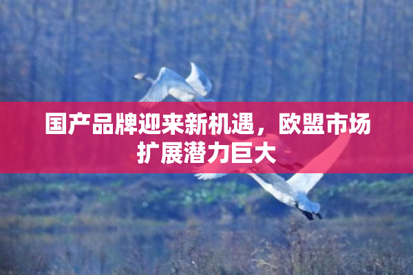 国产品牌迎来新机遇，欧盟市场扩展潜力巨大