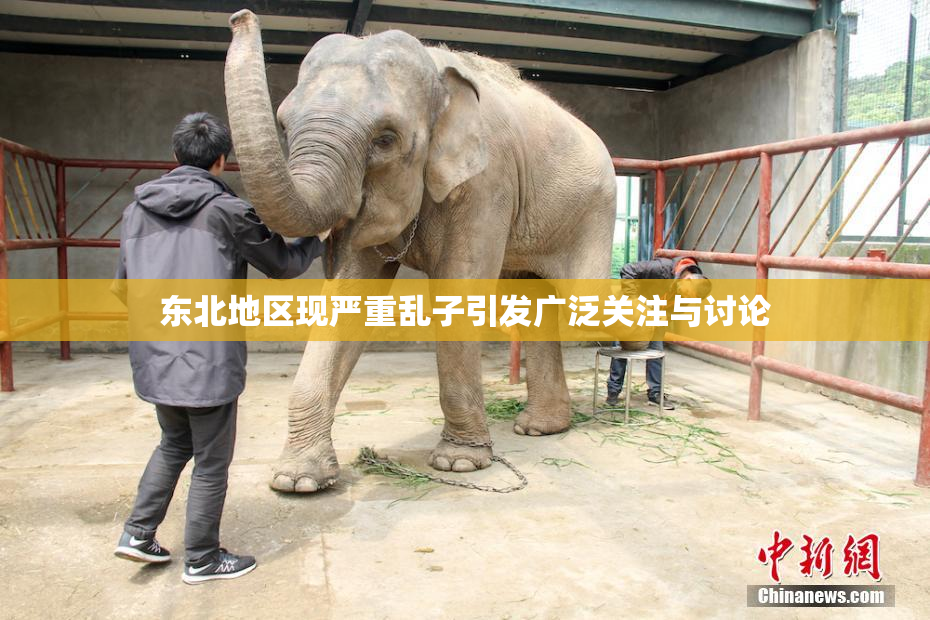 东北地区现严重乱子引发广泛关注与讨论
