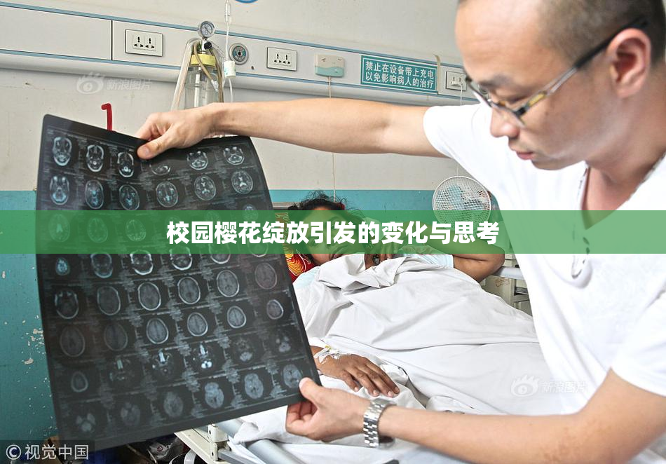 校园樱花绽放引发的变化与思考