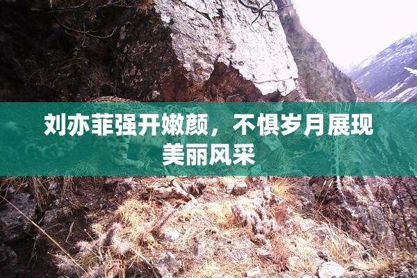 刘亦菲强开嫩颜，不惧岁月展现美丽风采