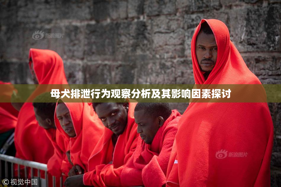 母犬排泄行为观察分析及其影响因素探讨