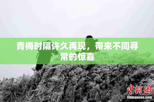 青梅时隔许久再现，带来不同寻常的惊喜