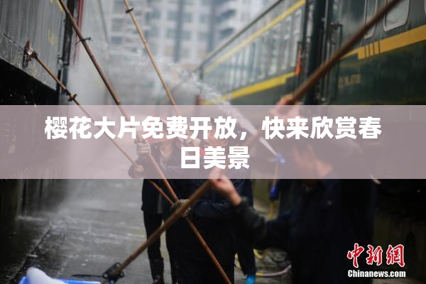 樱花大片免费开放，快来欣赏春日美景