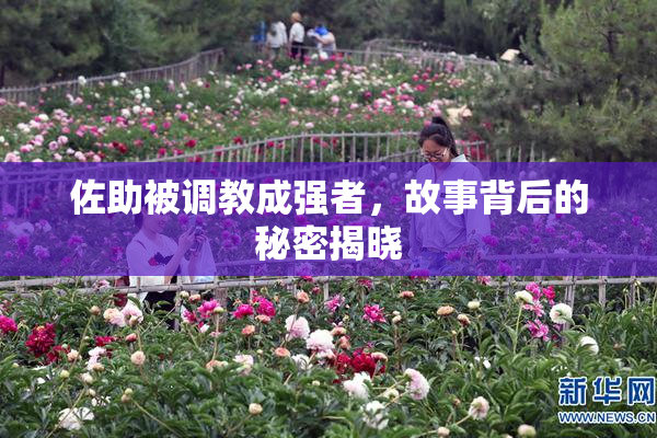 佐助被调教成强者，故事背后的秘密揭晓