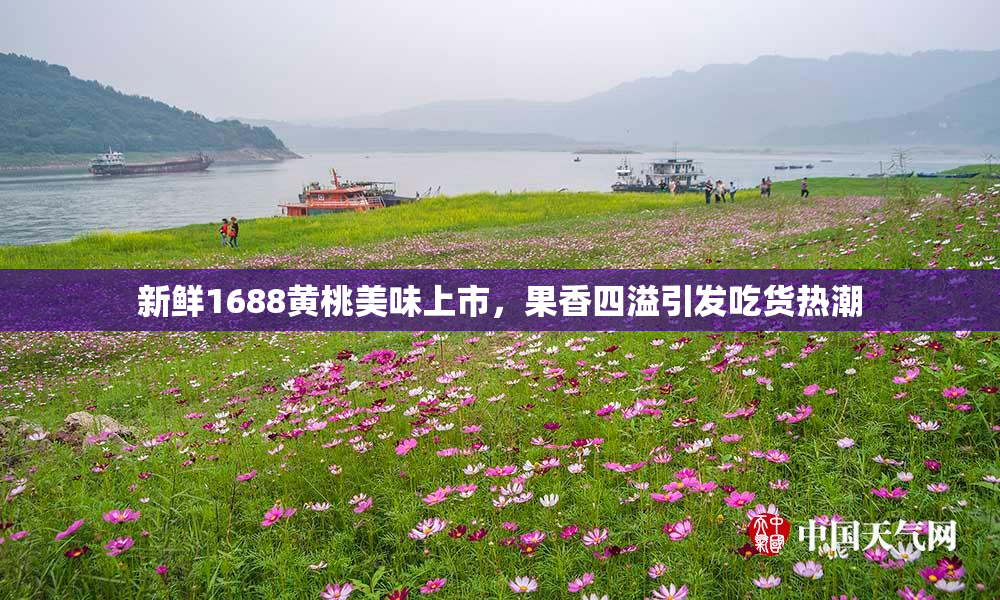 新鲜1688黄桃美味上市，果香四溢引发吃货热潮